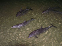 Moreton Dolphin Feeding