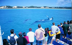 Whale Watching Tangalooma