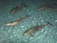 Moreton Dolphin Feeding