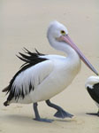 Pelican