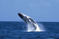 Tangalooma Whale Watching